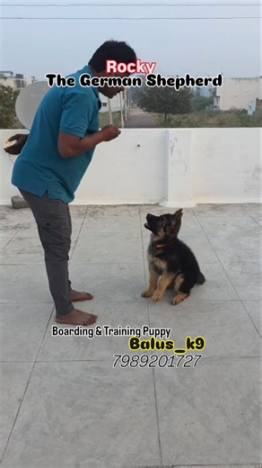 Balu Krish on Instagram: "Save your furry friend from ticks | Rocky The German Shepherd | Boarding & Training Puppy | Basic Obedience Training Program #gsd #puppy #dog #obedience #training"