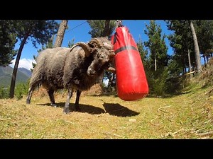 Sheep Attack | Angry ram destroys a cage