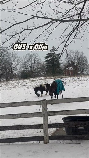 Meet Gus & Ollie — Our Mini Donkey & Mini Horse Are Already Causing Chaos 🐴🫏 | TegridyFarmsKY