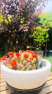 Peanut cactus blooming in the summer! 🌵🌹 Stunning orange flowers