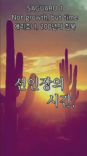 200년을 버틴 식물, 오십 년에 팔 하나 나왔다. | 사와로 국립공원① | ARIZONA ① | 1분 미국 인문학 여행자