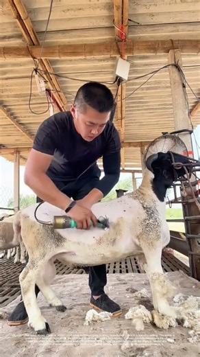 Shearing Sheep: A Modern Twist on an Ancient CraftHow Electric Clippers Streamline Wool Harvesting