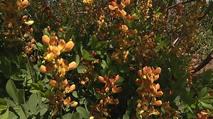 How to Grow Baptisia in Your Garden | Homegrown| NC State University