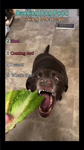 Ranking Funniest Dog Eating Moments #dogs #reactions #cute