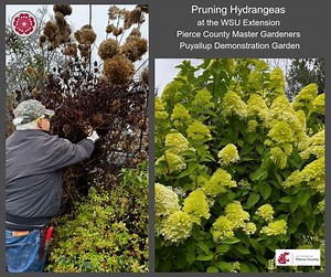 🌿 Hydrangea Pruning Tips from Your WSU Extension Pierce County Master Gardeners! 🌸 Hydrangeas are beloved for their big, beautiful blooms — but pruning them the right way depends on the kind of hydrangea you have. 🌱 Here’s how to keep yours healthy and blooming year after year: ✨ Know Your Hydrangea Type First Before pruning, identify your plant! Different types bloom on old wood (last season’s stems) or new wood (this season’s growth), and that determines WHEN you prune. If you’re not sure w