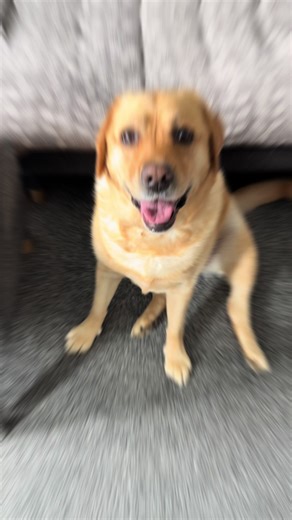 Molly_The_Yellow_Lab on TikTok
