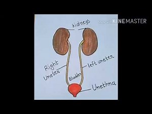 How To Draw Urinary System|Anatomy And Physiology Of Urinary System In Human|Urinary System Diagram