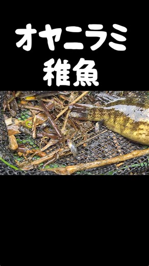 I caught some baby Japanese perch.