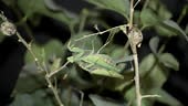 Mating Praying mantises. Paring mantises on a branch next to a clutch...