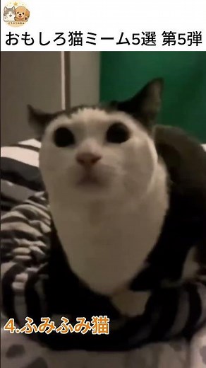 おもしろ猫ミーム5選 第5弾