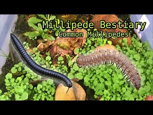 The Full Guide on Millipedes | How to Find, Capture and Study.