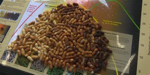 From field to ballpark: How NC peanuts are picked at the perfect time