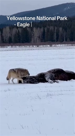 Eagle Wants the Bison as Much as the wolf #eagle #yellowstonenationalpark #wolf #wildlife