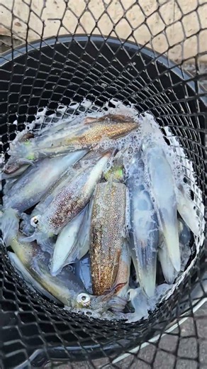 Puget Sound Summer Daytime Squid Fishing | 08/01/2026