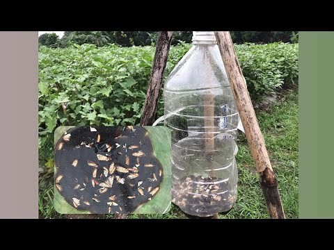 HOW TO CONTROL FRUIT AND SHOOT BORER