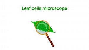 Leaf cells microscope magnification, plant leaf microscopic structure, Water plant leaf cells with chloroplasts, chlorophyll or chloroplast biotech, biological sun panels for electricity production