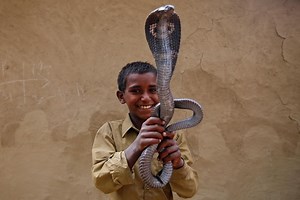 Charming snakes