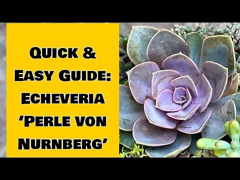 Easy Guide to Echeveria ‘Perle von Nurnberg’: Care, Tips and Propagation