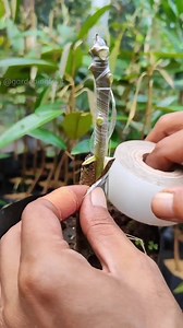 planting fruit tree seedlings EP217 | GardeningFruit