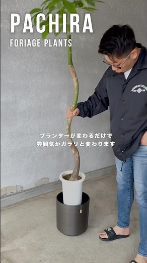 観葉植物の楽しみ方 #観葉植物 #観葉植物インテリア #パキラ #モンステラ
