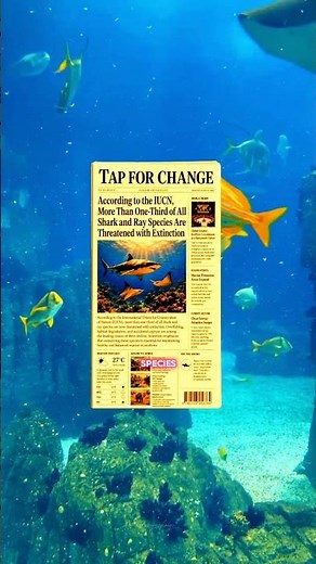 Role of Sharks in Ocean
