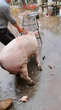 Pig Farming vs Traditional Farming Which is BEST for Beginners | For Education Only