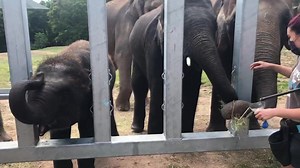 6.8K views · 272 reactions | If you've never seen a baby elephant blow up a balloon, check this out! We had a race between our two youngest elephants to blow up birthday balloons for our two eldest elephants’ birthdays. Watch to the end to see who won! Good job, Batu and Ajay! Happy Bday, Siri and Romani! #AsianElephantExtravaganza #AsianElephantAwarenessMonth #TONSoflove | Rosamond Gifford Zoo | Facebook