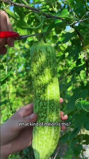 A Quick Guide to Common Melon and Gourd Varieties #melonguide #gourdvarieties #vegetablefacts