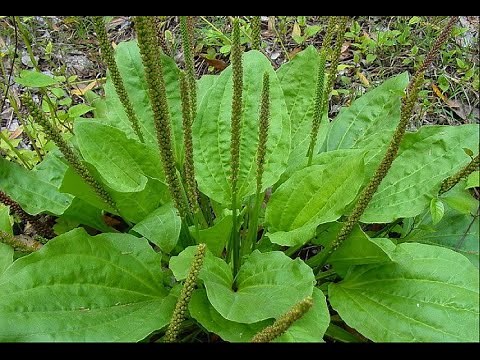 How to make jewelweed, plantain salve .
