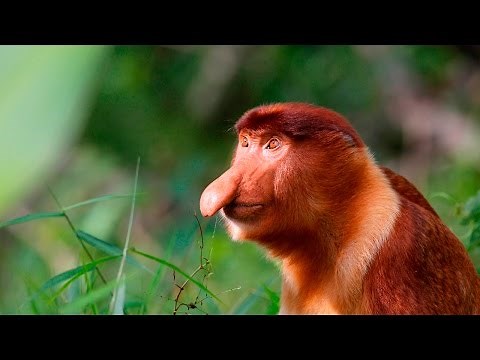 Proboscis Monkey - Curious Creatures
