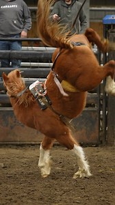 Dummy bucking ponies on a stormy alberta day 🔥 @big_o_rodeo_co —- . . . COWBOYS/CONTRACTORS: DM or tag yourselves for credit! Comment will be pinned! Conversation encouraged! Leave a dick of a comment? Blocked. Thx 🙏 No animals harmed / performed by professionals in all circumstances. Do not share without credit. #rodeo #ranchbronc #rodeowrecks #rodeoworld #prorodeo #buckinghorses #westernlifestyle #rodeolifestyle #buckingbulls #cowboyphotos #rodeovideography #cowboy #longlivecowboys #cowboysh