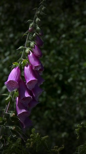 Explore the mystical history of Foxgloves 🌱🌿✨ Uncover the enchanting folklore and secrets of these bell-shaped beauties. #foxglove #folklore #naturemagic #wildlife #nature #uknature #ukwildlife #animals #derbyshirewildlife | Derbyshire Wildlife Trust