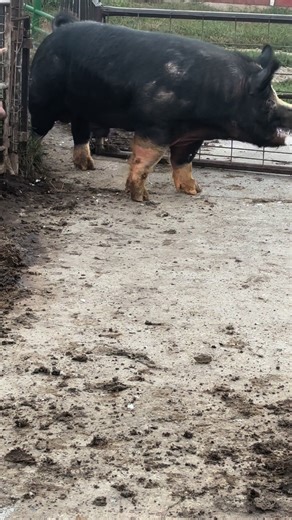 Rocky Balboara This Berkshire boar is probably getting close to 700 pounds. We rotate our boars often. He needs all the exercise he can get, so I brought him outside. #Boar #pig #farmlife #thediversifiedfarmer | The Diversified Farmer