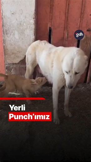 A dog took care of a lamb!