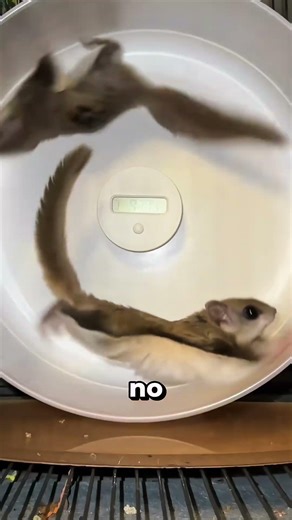 how fast squirrels can think adapt and run! (📸: wildliferehab_kl)