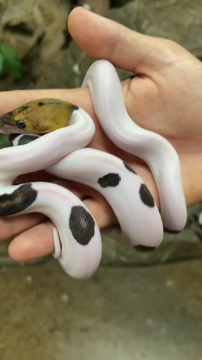 From baby to 2 years old 😳 #snake #python #pied
