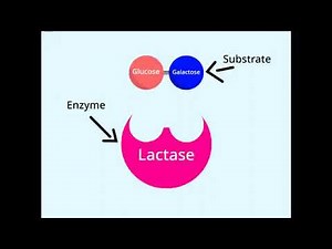 The Enzyme Lactase