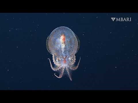 Quick camouflage helps the midwater octopus survive in the ocean’s twilight zone