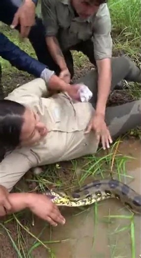 Anaconda Grabs Her Wrist and Coils on Amazon River Edge