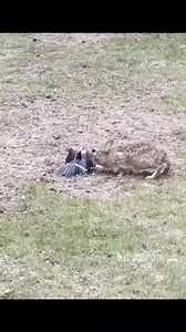 Playground 🤷‍♂️ | Hunting Adventures