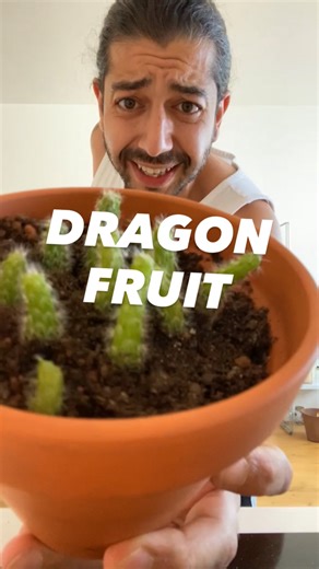 DIY dragon fruit! 😲🌱 . . . #plants #lifehack #howto | creative explained