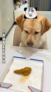 It seems that the dog is very angry! #pets #doglovers #pet #puppies #puppylove #cute #dogs #cat #love #doglife | Annie