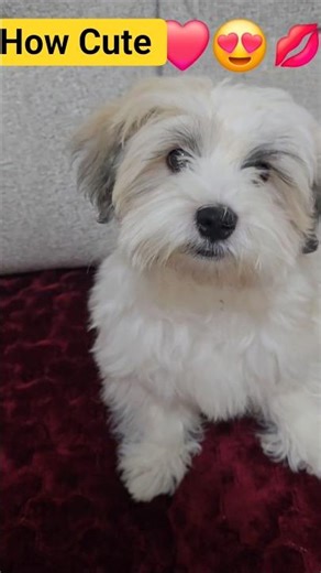 My Kuki Puppy Before & After 🐶❤️ So Cute 😍🥰😍 #shortsviral #short #havanese