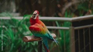 Red macaw, parrot on branch waving its head, dancing to music. A bird show at the zoo