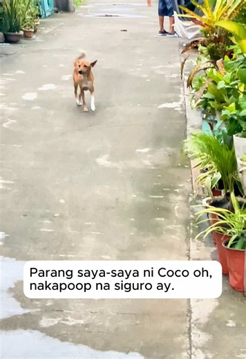 Coconut: The Heartwarming Rescue Dog Story