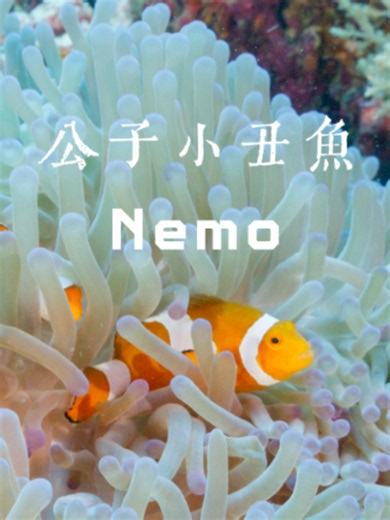 Nemo ～The ocellaris clownfish (Amphiprion ocellaris), also known as the common clownfish, inhabits warm coral reefs across the Indo-Pacific. It is easily recognized by its bright orange body and three white bands. Among the sea anemone’s swaying tentacles, the clownfish finds protection while helping its host by removing parasites and providing nutrients—a remarkable example of mutualism on the coral reef. #bali #scuba #uwphotography #travel #nemo