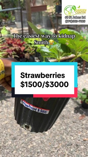 She cannot see strawberries and pass them!😂😂🤣 #fyp strawberries are now available here at SJ Garden Center for as low as $1500jmd🪴 WhatsApp (876)385-7085
