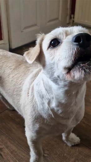 Paul Cooper | Deefa and the Bobble Hat. #DeefaDog #funnydogreels #funnytalkingdog #funnyreels #funnyvideos #funnydogs #pets | Instagram