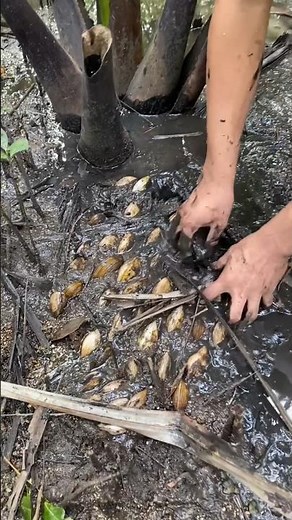 UNCOVERING MUD HIDDEN TREASURES! 🐚 MASSIVE Clam Harvest in the Mangroves