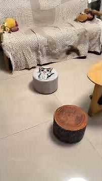 Interactive Chirping Bird Cat Toy-Spoil Your Cat! Chirping Toy Sale